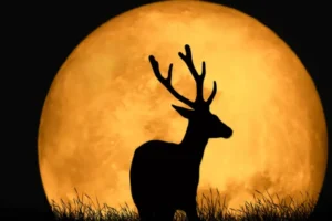 Luna de Ciervo