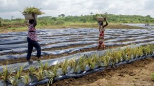 La confusión legal que sigue contaminando suelos, agua y producción agrícola en el Edomex