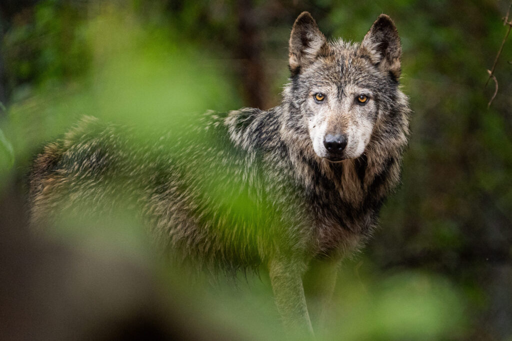 Lobo Mexicano: la ciencia detrás de su recuperación y el reto de la diversidad genética 11 lobo mexicano
