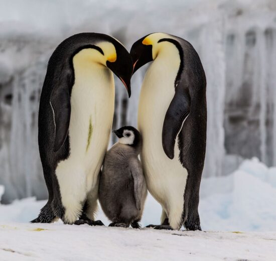 Los Pingüinos de la Antártida