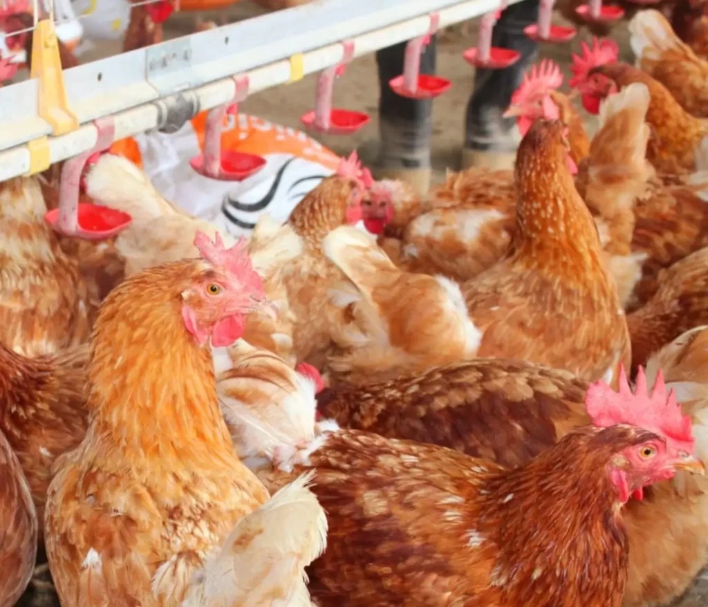 Malos olores e impacto sanitario: vecinos de necochea llevan a la avícola Jurjen a juicio 11 Malos olores