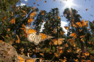 Mariposa Monarca