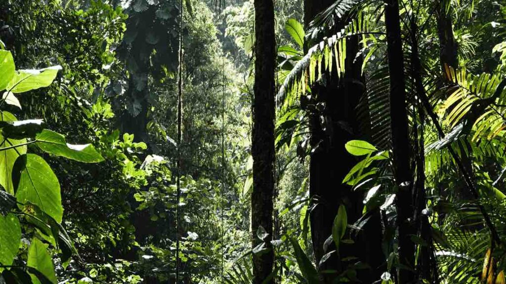 México apuesta por la restauración ambiental