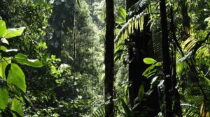 México apuesta por la restauración ambiental