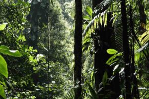 México apuesta por la restauración ambiental