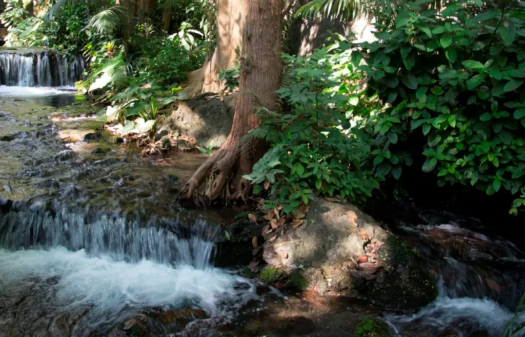 Morelos impulsa el Programa 2025 para proteger sus Áreas Naturales 11 Morelos 3