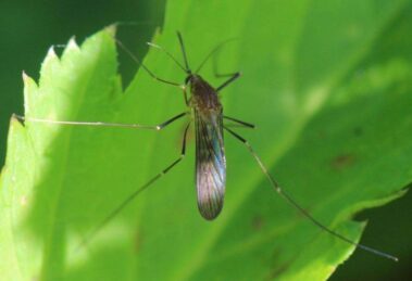 Investigador de la UAS advierte aumento inusual de mosquitos por variaciones climáticas 17 mosco