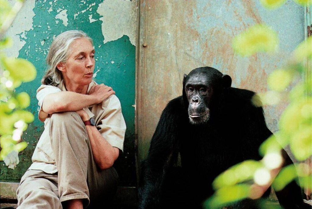 España da un paso histórico con la “Ley Jane Goodall” 12 Muere Jane Goodall pionera en el estudio de los chimpances y referente mundial en conservacion