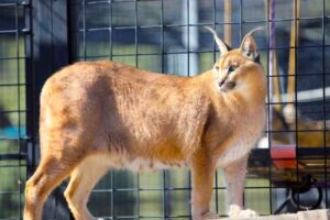 Nuevas herramientas detectarán ágilmente especies que son traficadas