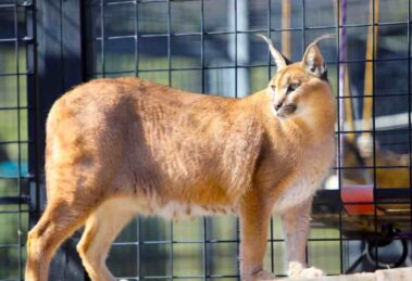 Nuevas herramientas detectarán ágilmente especies que son traficadas