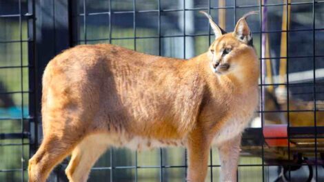 Nuevas herramientas detectarán ágilmente especies que son traficadas