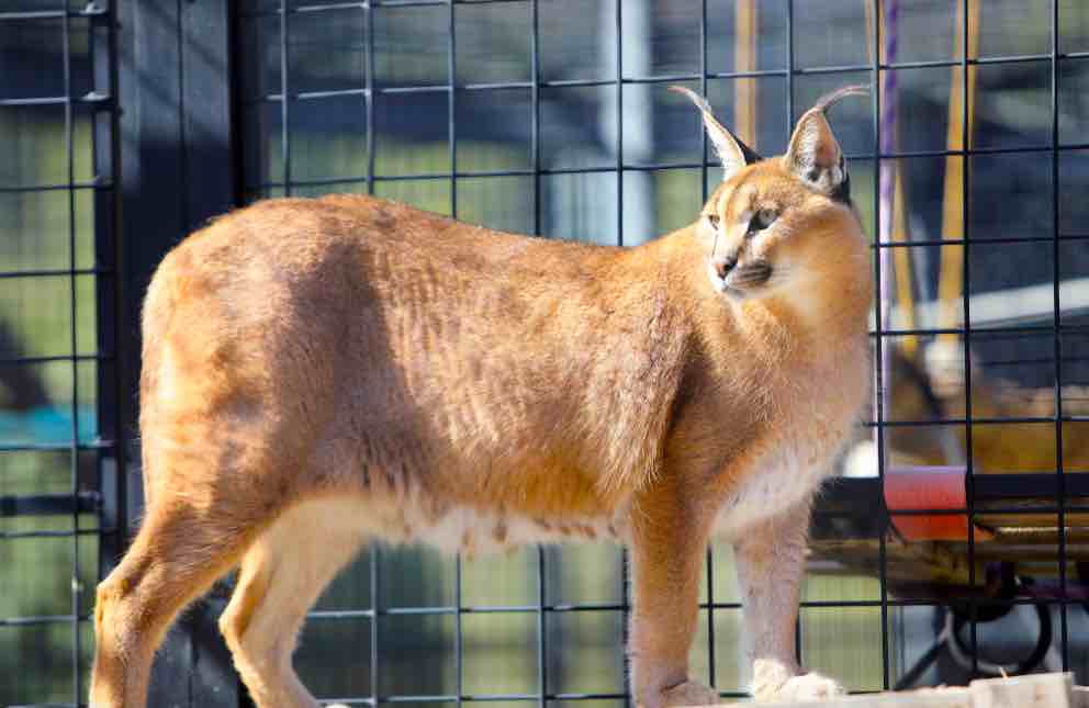 Nuevas herramientas detectarán ágilmente especies que son traficadas