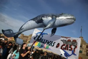 Balance ambiental de 2025 en México