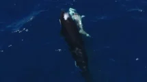 Orcas 1