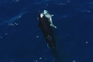Orcas 1
