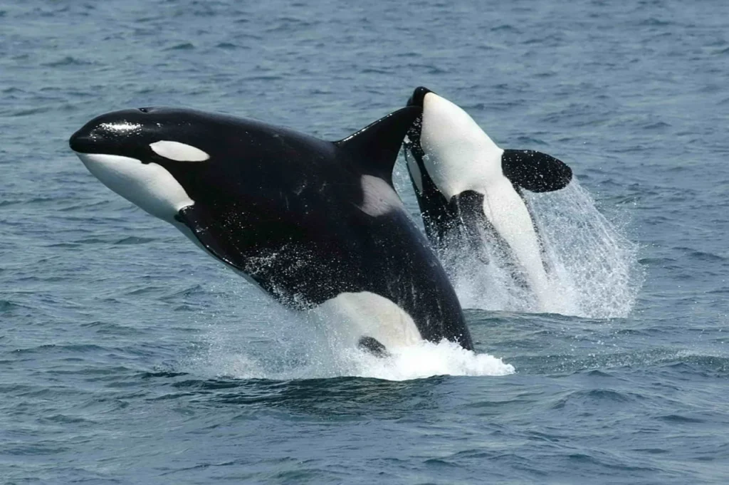 Orcas en México sorprenden al mundo al cazar tiburones blancos juveniles 11 Orcas 2