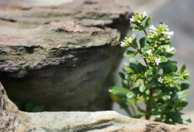 Resiliencia ecológica: cómo se mide la capacidad real de recuperación de los ecosistemas 14 Resiliencia ecologica