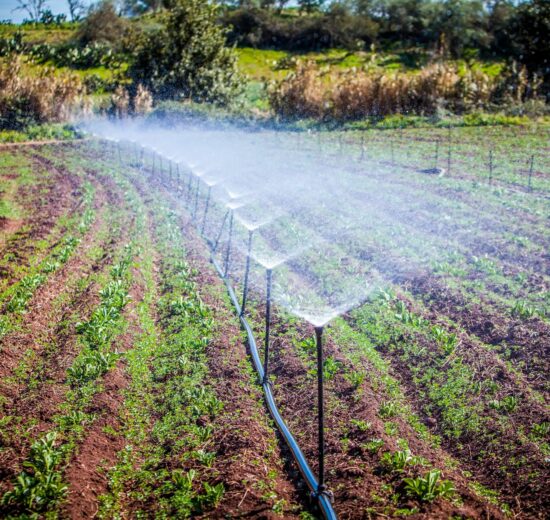 Startups verdes crecen en el ecosistema emprendedor mexicano 13 Startups verdes crecen en el ecosistema emprendedor mexicano