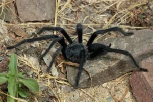 TARANTULA