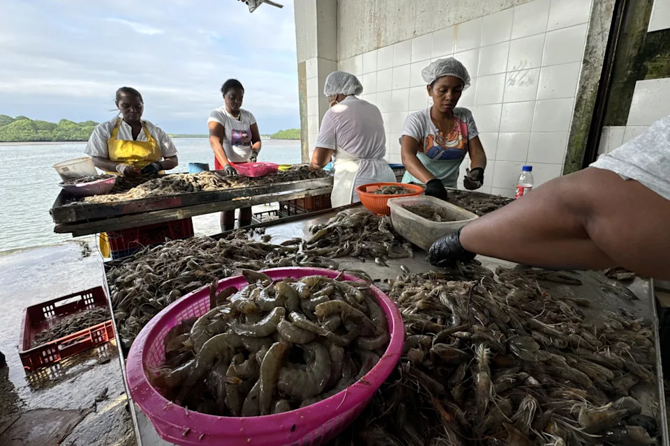 Tumaco