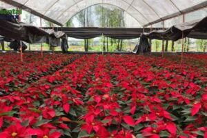 Arranca la temporada de Nochebuena 2025: CDMX rompe récord histórico de producción en Xochimilco