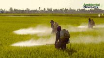 México prohíbe 35 plaguicidas para proteger la salud y el Medio Ambiente