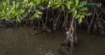UNESCO impulsa el proyecto “MangRes” para restaurar manglares en América Latina y el Caribe 2 WEB AsN 27