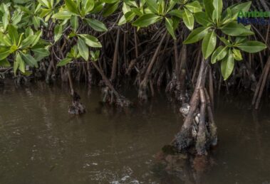 UNESCO impulsa el proyecto “MangRes” para restaurar manglares en América Latina y el Caribe 15 WEB AsN 27