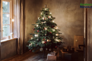 Del bosque al hogar y de regreso a la tierra: la segunda vida del pino navideño