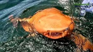 Tiburón nodriza con piel naranja sorprende a científicos en Costa Rica