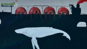 Justicia ambiental para la biodiversidad del Golfo de California