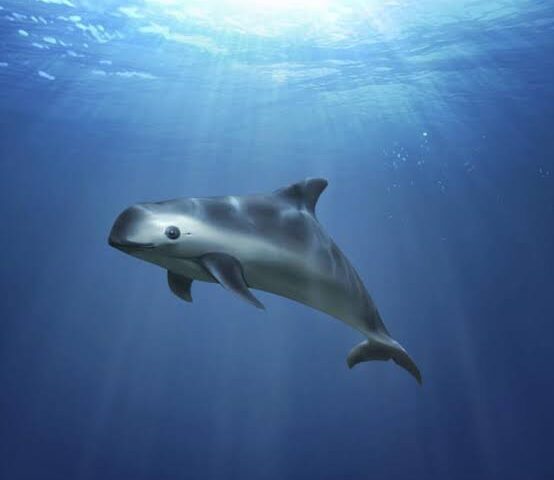 Monitoreo vaquita marina 2025 confirma estabilidad poblacional y nacimiento de nuevas crías 9 WhatsApp Image 2021 07 17 at 18.53.36 1 554x480 1