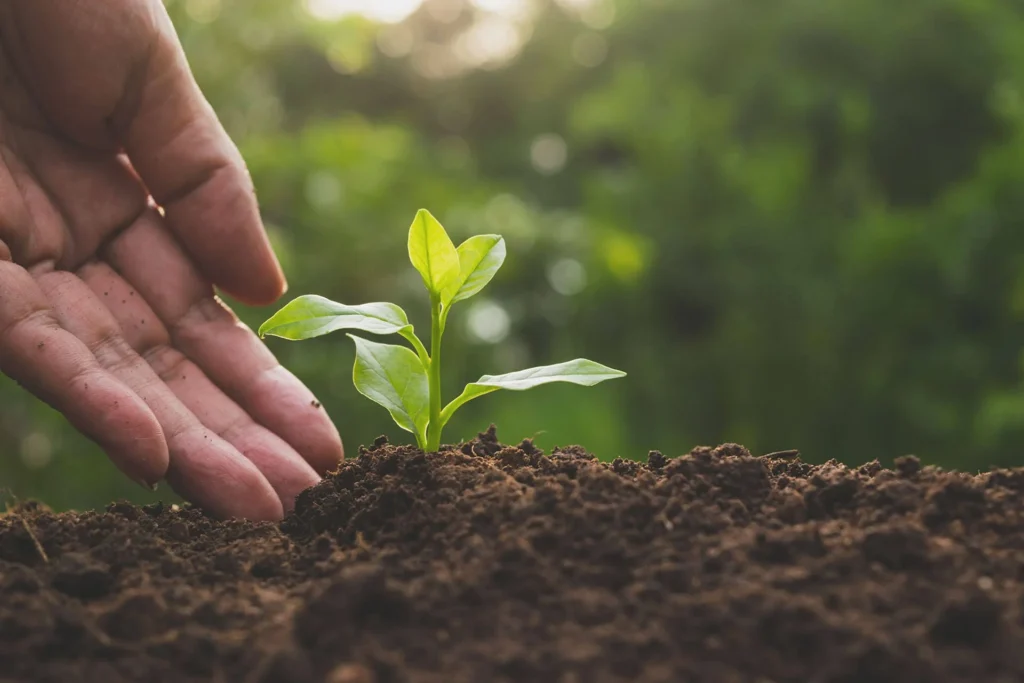 Cuidar el suelo, cuidar la Tierra: el papel del microbioma en el equilibrio ambiental 11 about plant