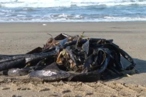 derrame de hidrocarburo golpea a comunidades costeras