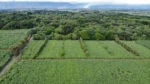agricultura