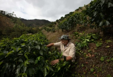 La agroforestería: de “Agricultura con árboles” a solución climática y económica 16 agroforesteria
