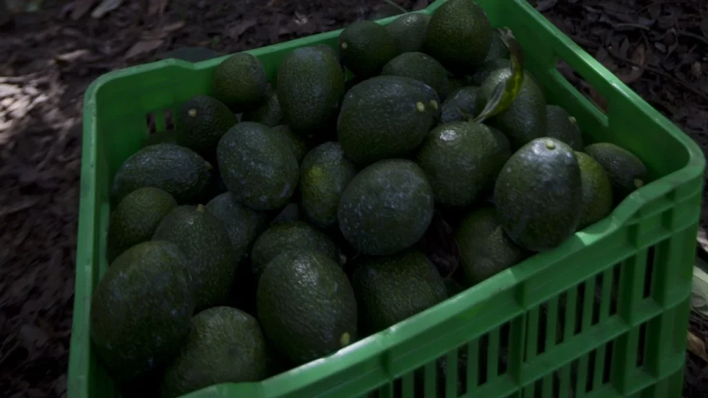 El oro verde en crisis: cambio climático desploma la producción de aguacate en Tlayacapan 11 aguacate