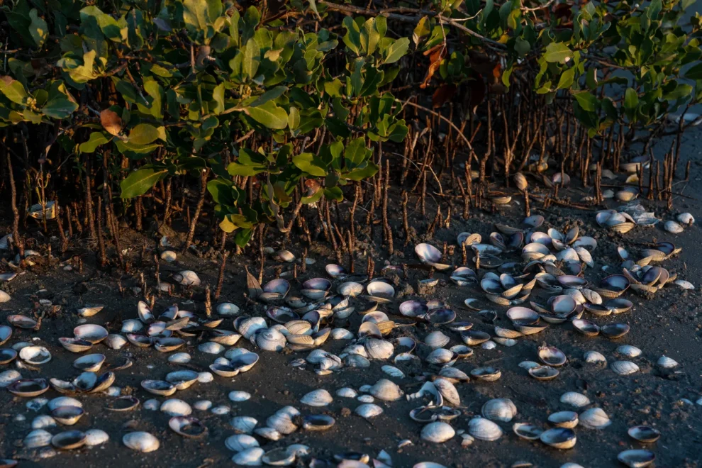 Mujeres luchadoras, su objetivo: salvar a un ecosistema de almejas 11 almejas
