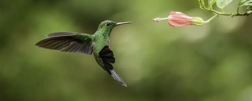 Colibríes: los pequeños gigantes de los ecosistemas 10 hoy