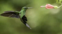 colibríes