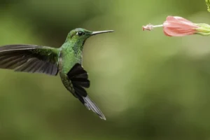 colibríes