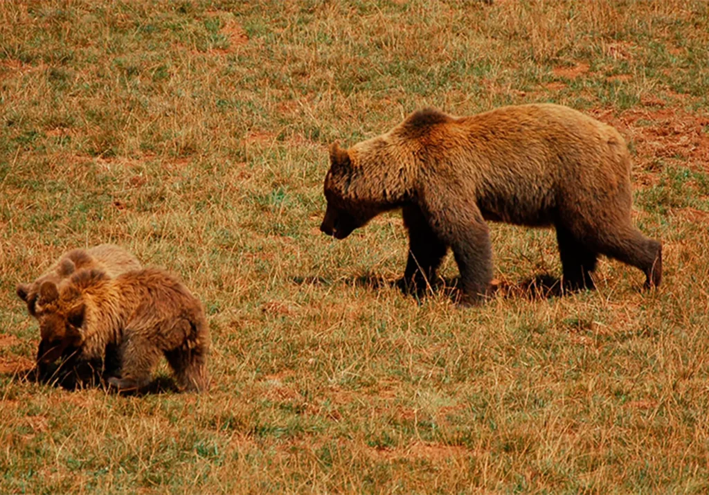 Preocupación por el futuro del oso pardo cantábrico ante la crisis climática 10 oso pardo