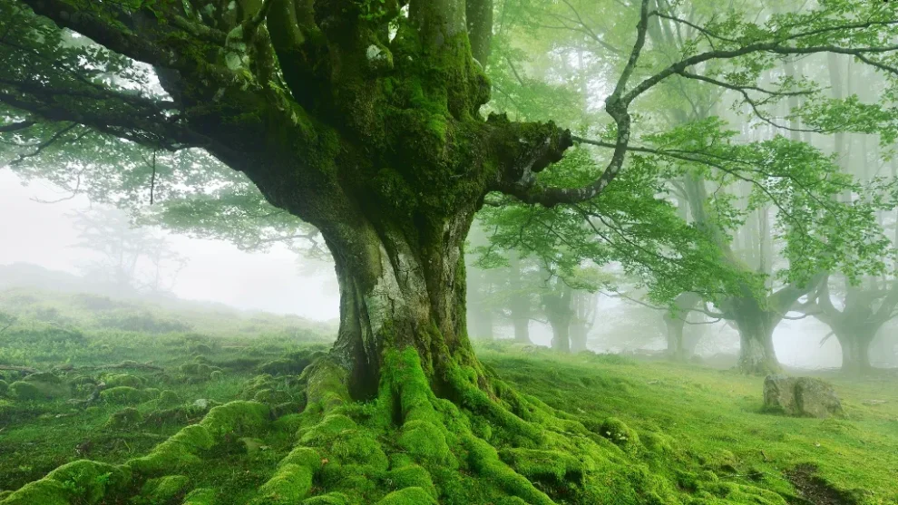 El futuro de los árboles está en juego 11 árboles