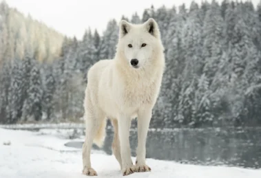 Groenlandia: donde el deshielo rompe vidas, no solo hielo 15 GROEN