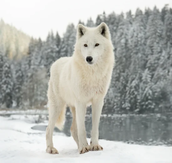 Groenlandia: donde el deshielo rompe vidas, no solo hielo 11 GROEN
