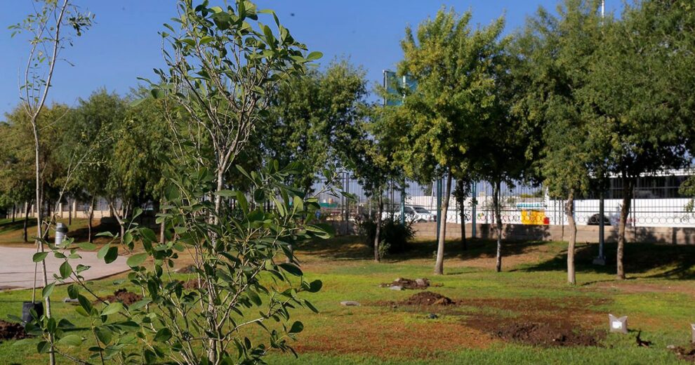 Torreón respira menos: Un grito de alerta por la carencia de áreas verdes 11 Torreón