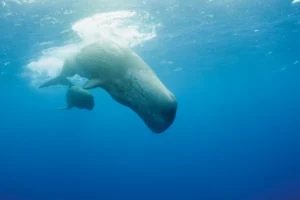 ballenas en oceanos