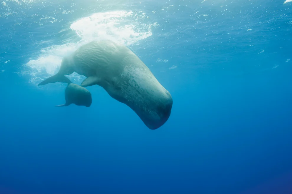 ballenas en oceanos