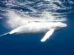 ballena blanca
