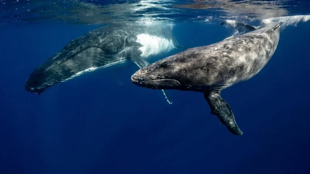 Reino Unido se encuentra en investigaciones climáticas polares ante el retroceso que está viviendo Estados Unidos 12 ballenas jorobadas